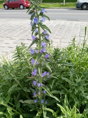 Echium vulgare