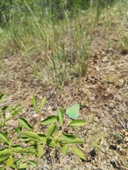 Callophrys