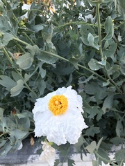 Romneya coulteri