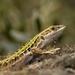 Italian Wall Lizard - Photo (c) ormr, some rights reserved (CC BY-NC), uploaded by ormr