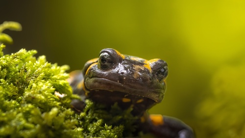 Corsican Fire Salamander, Corse, FR, photo 10 of 10