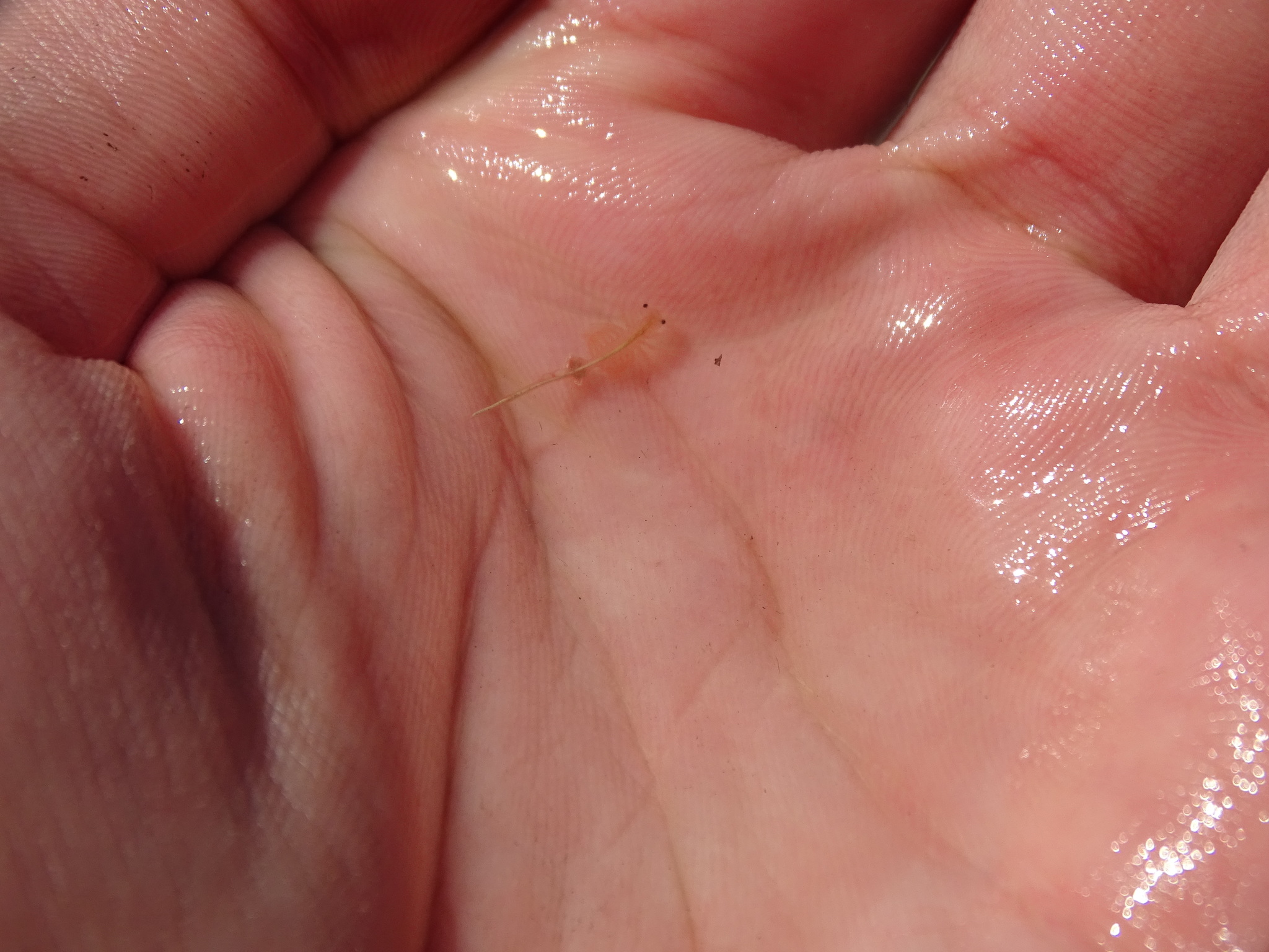 Artemia salina (Linnaeus, 1758)