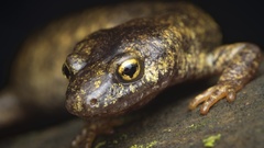 Corsican Mountain Newt photo 1