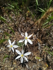Ornithogalum oligophyllum