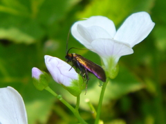 Cauchas rufimitrella