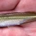 Plateadito Playero - Photo (c) uconnbirdfish, algunos derechos reservados (CC BY-NC-ND), subido por uconnbirdfish