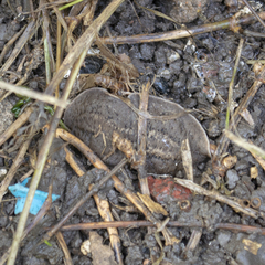 Phyllocaulis soleiformis