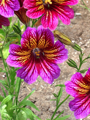 Salpiglossis