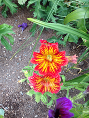 Salpiglossis