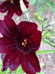 Salpiglossis