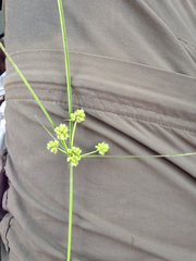 Cyperus acuminatus