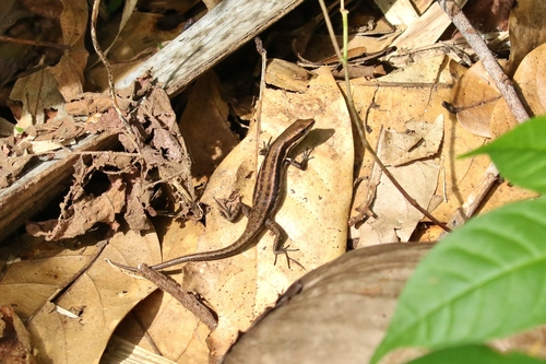 Emoia jakati observed 2019-04-04