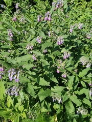 Symphytum officinale