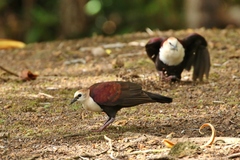 Alopecoenas xanthonurus