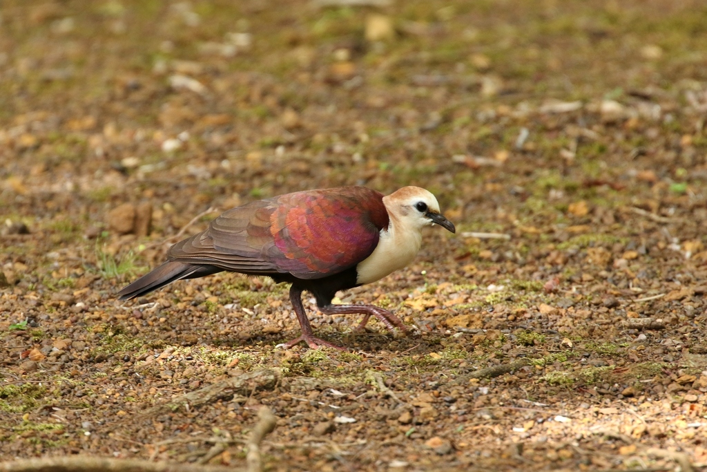 White-throated Ground Dove photo