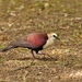 White-throated Ground-Dove - Photo (c) Thibaud Aronson, some rights reserved (CC BY-SA), uploaded by Thibaud Aronson