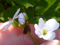 Cauchas rufimitrella