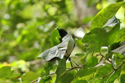 Monarcha godeffroyi observed 2019-04-04