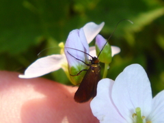 Cauchas rufimitrella