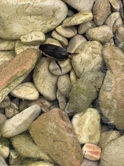 Cybister tripunctatus