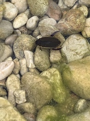 Cybister tripunctatus