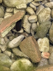 Cybister tripunctatus