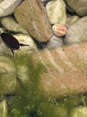 Cybister tripunctatus