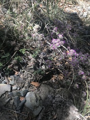 Dalea versicolor