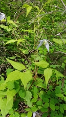 Clematis occidentalis grosseserrata