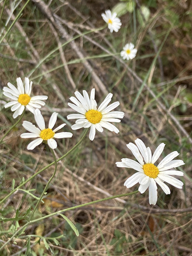 Tanacetum cinerariifolium iNat (2)