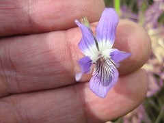 Viola elatior