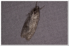 Semioscopis