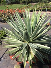Agave angustifolia marginata