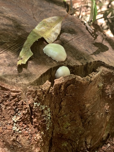Lycoperdon observed 2024-06-27