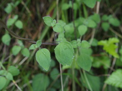 Codonopsis kawakamii