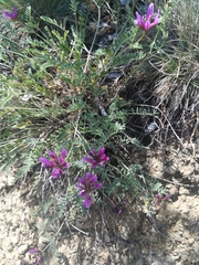 Astragalus lycius