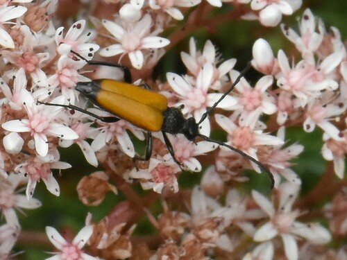 tawny longhorn beetle, Groesbeek, Nederland, photo 6 of 10