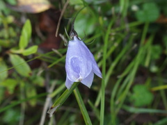 Adenophora morrisonensis