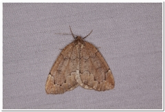 Spodolepis substriataria