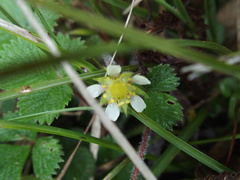 Fragaria hayatae