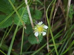 Fragaria hayatae