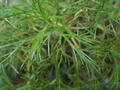 Artemisia morrisonensis