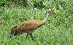 Antigone canadensis tabida