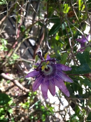 Passiflora amethystina × caerulea