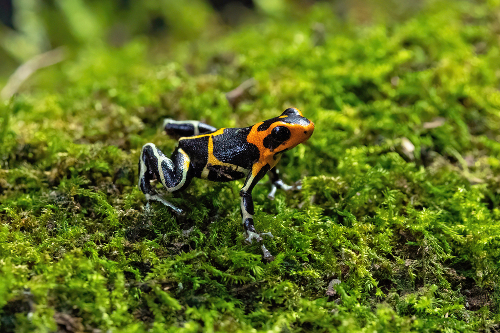 Summers’ Poison Frog