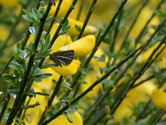 Isturgia limbaria