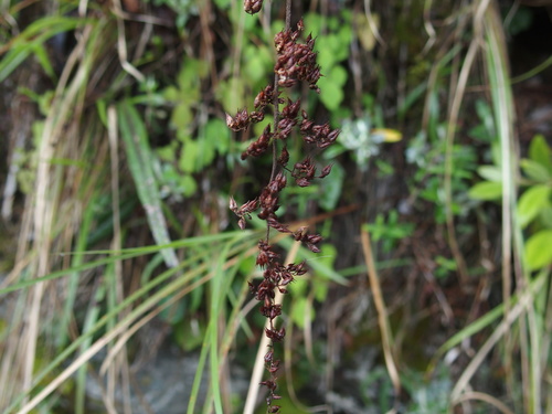 Astilbe longicarpa, photograph 2
