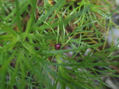 Artemisia morrisonensis