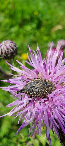 Turbine Cylindrical Weevil, 6703 Wageningen, Netherlands, photo 7 of 10