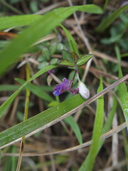 Polygala japonica